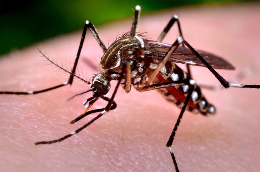 Grávidas têm mais chances de desenvolver dengue grave