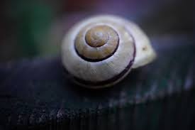Podcast - A inteligência do caracol