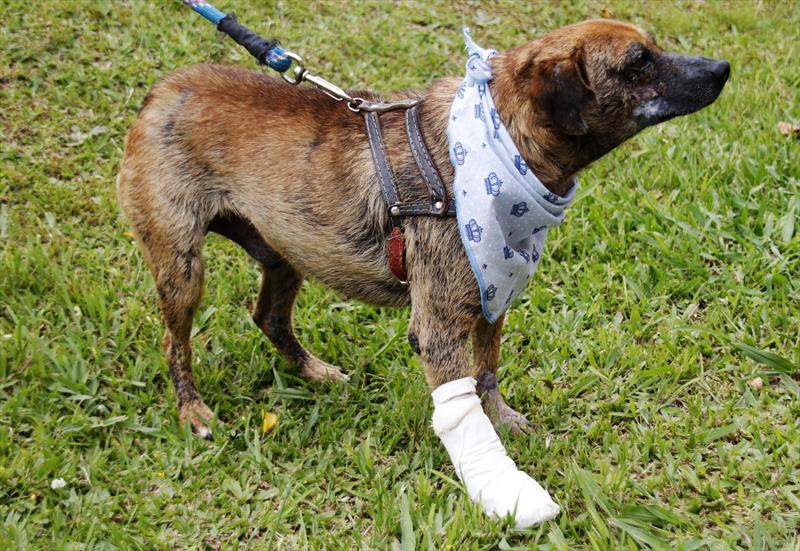Adote ou ajude animais da Ilha do Mel