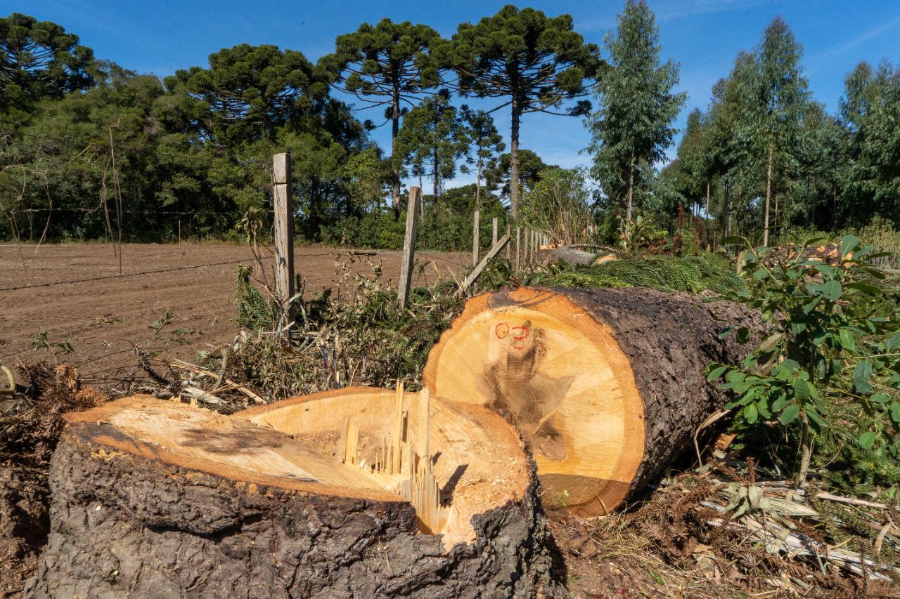 Dezenas de araucárias são derrubadas em Campo Largo