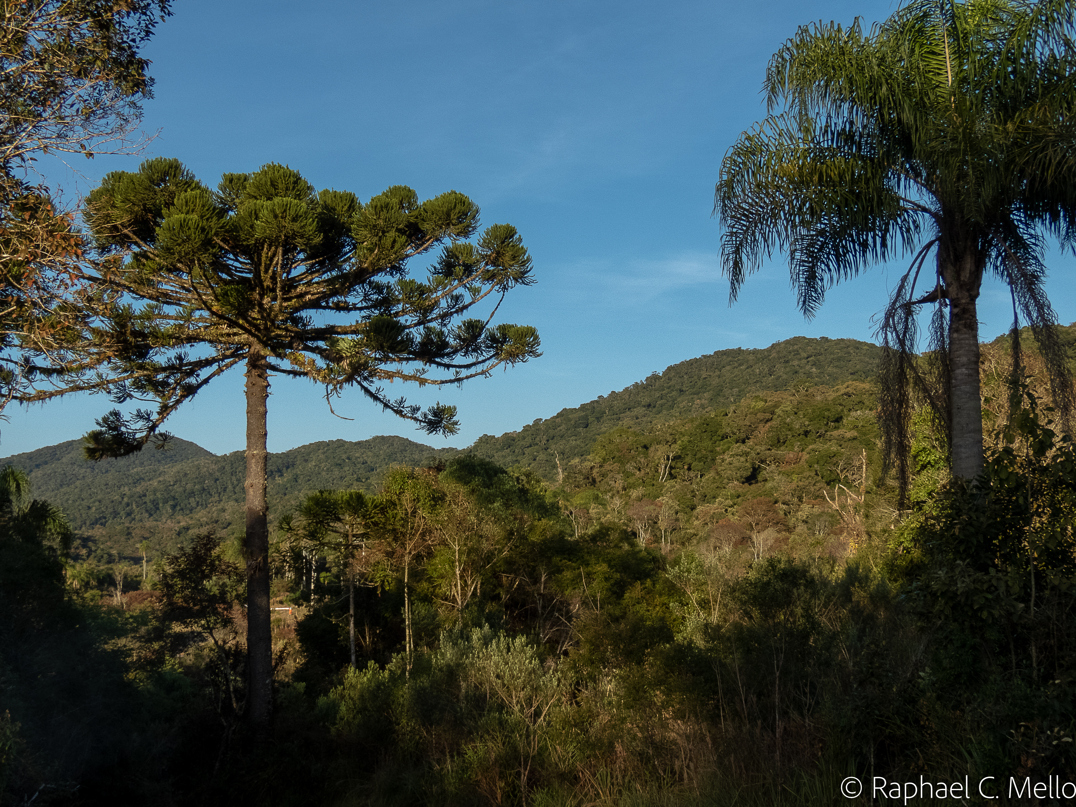 Parque Estadual das Lauráceas é alvo de crimes ambientais