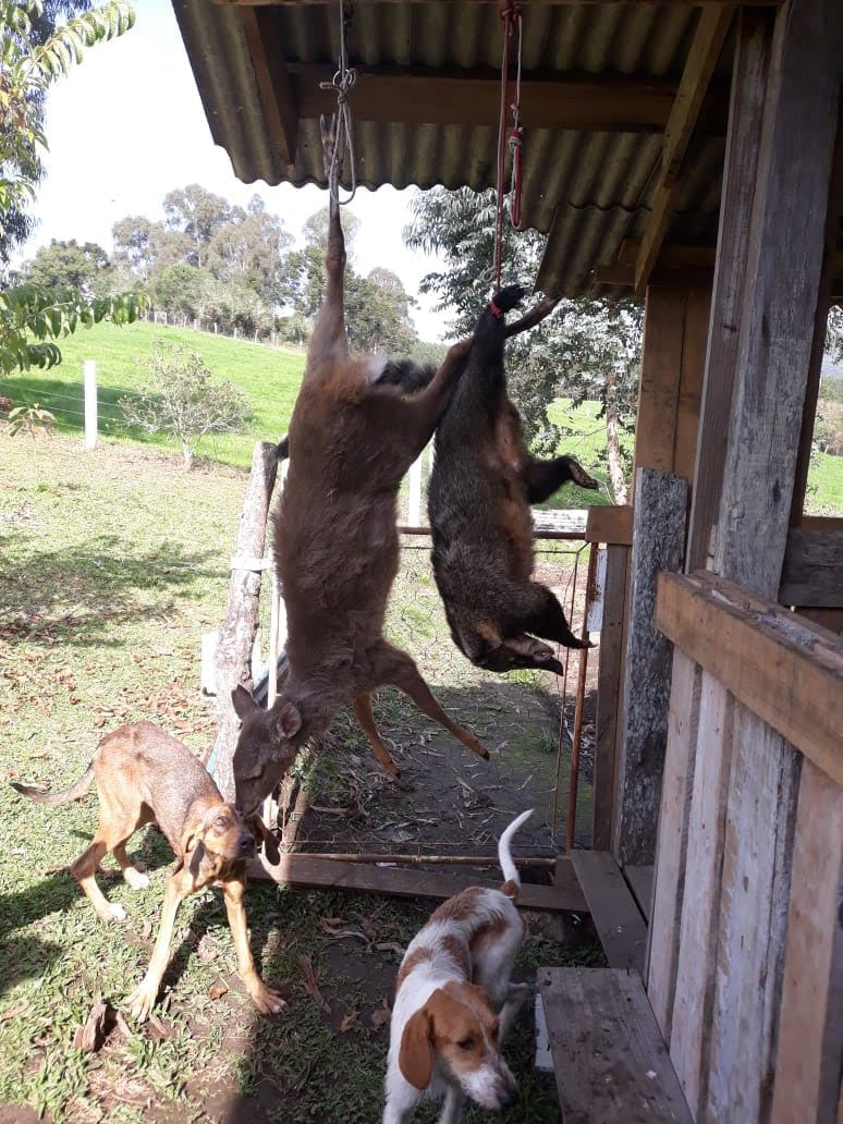 Ambientalistas querem revogação da facilitação do uso de armas de caça