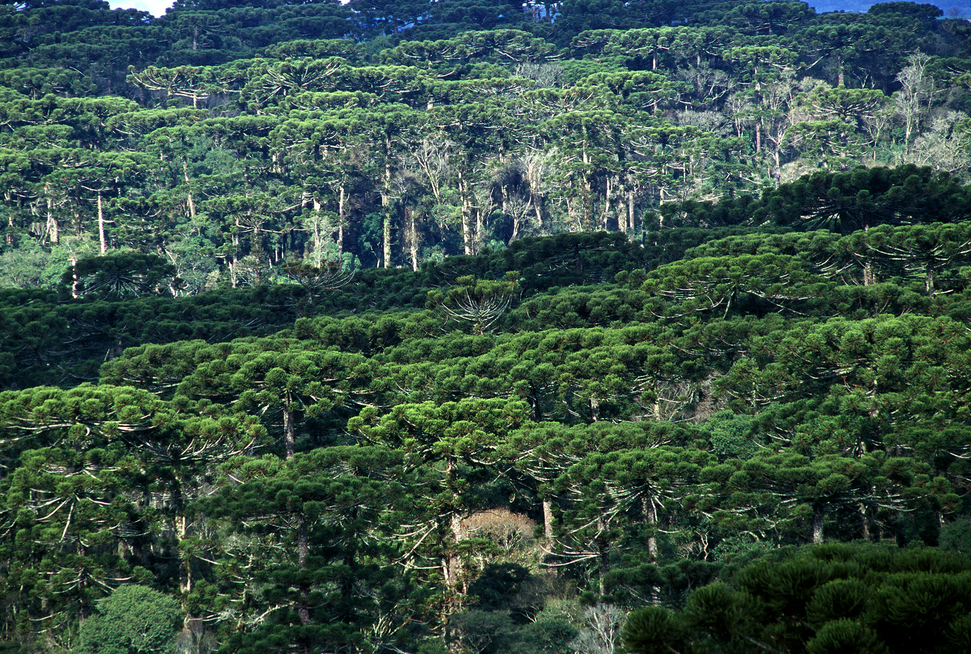 Por que é dever de todos cobrar uma agenda de conservação da natureza consistente para o Paraná?