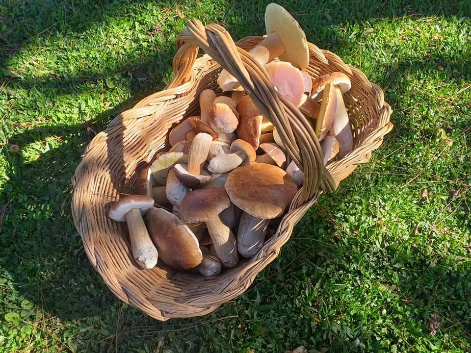 O último suspiro da temporada do funghi porcini que cresce nos Campos Gerais