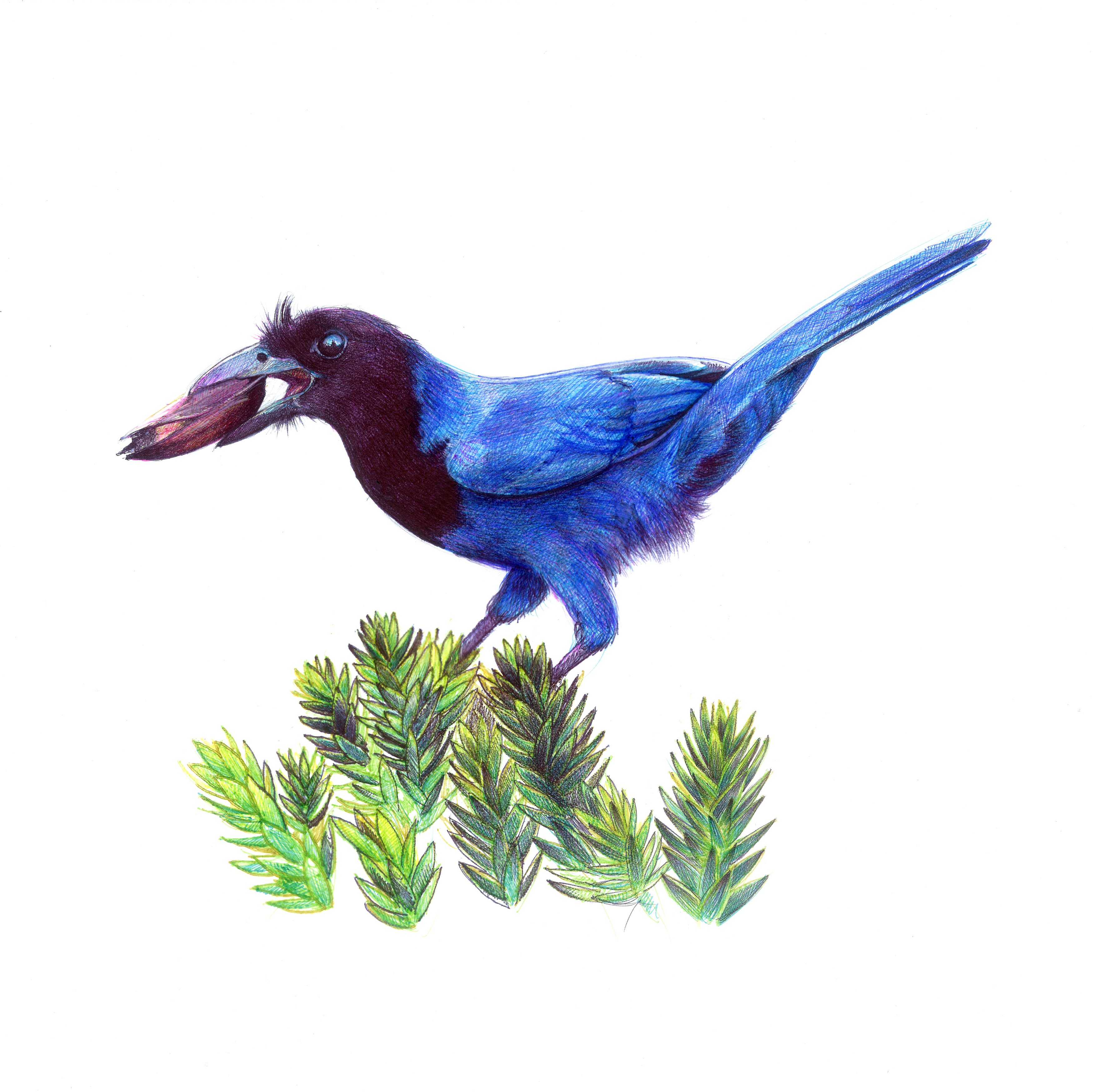 Conheça as ilustrações de natureza de Birgitte Tümmler feitas com caneta BIC