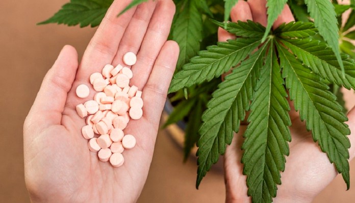 Assembleia vota nesta terça uso da Cannabis medicinal no Paraná