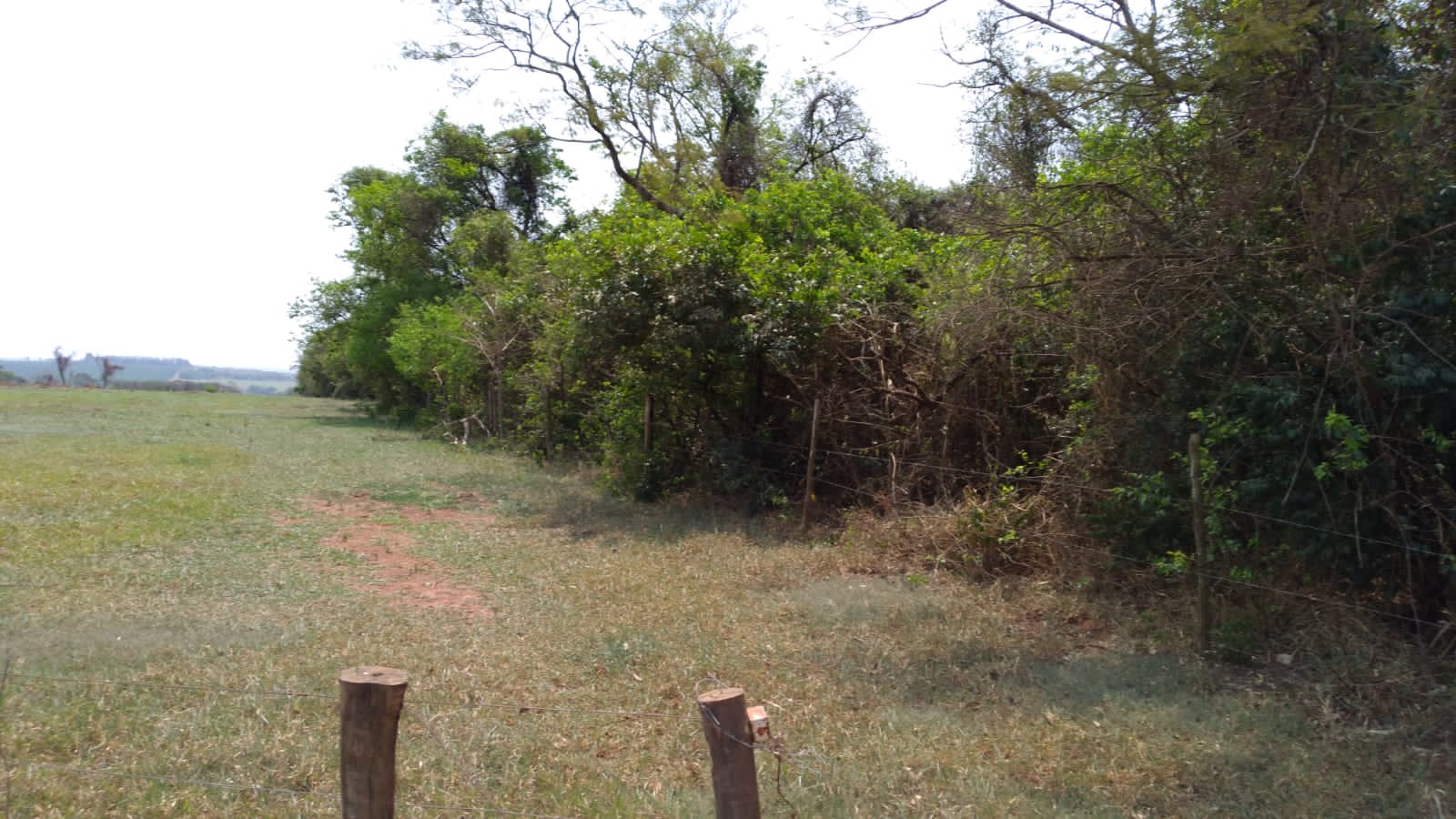 Área devastada de Mata Atlântica no PR salta e quase supera a dos últimos três anos juntos