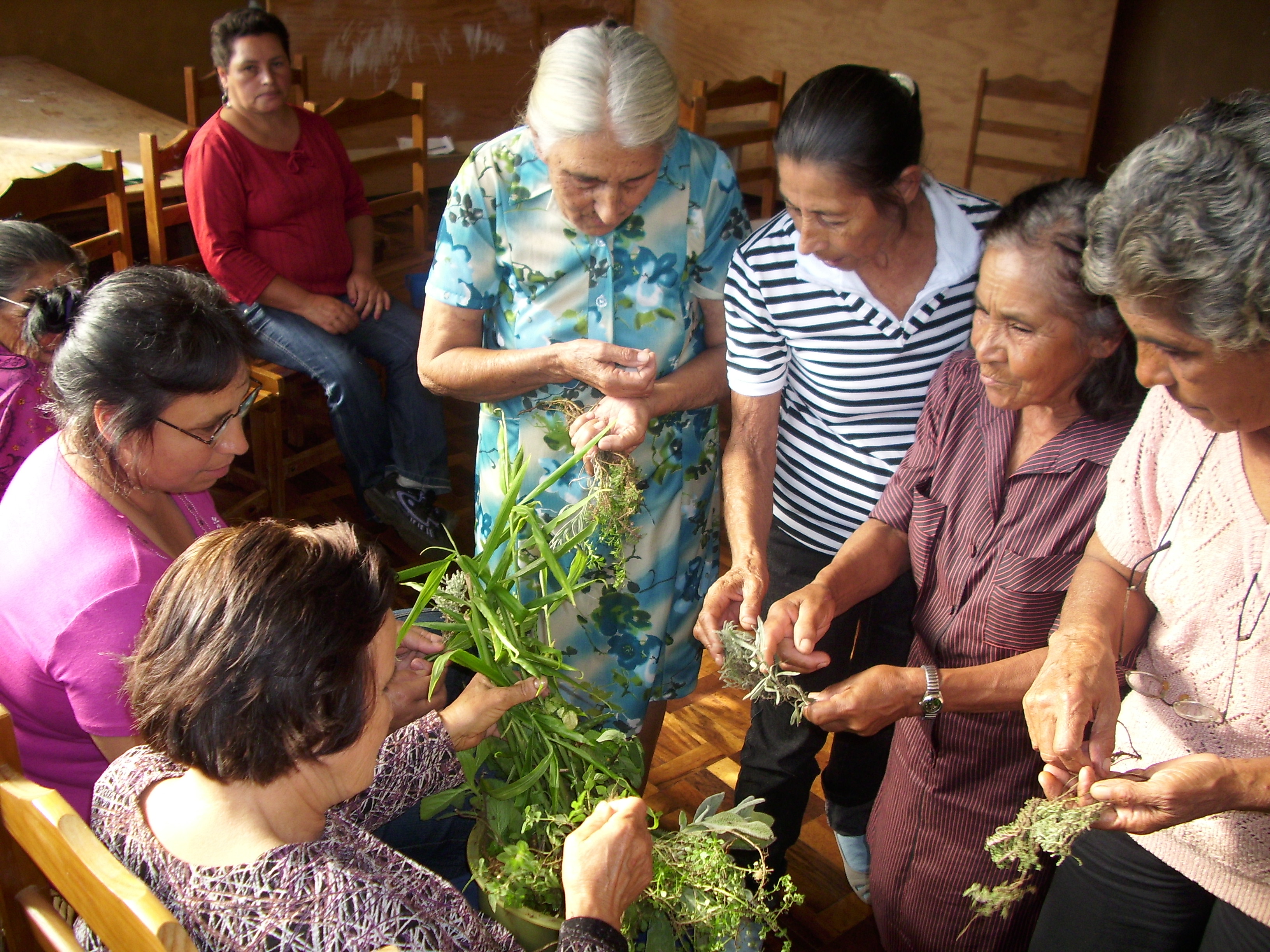 Museu Paranaense investiga as relações entre seres humanos e plantas