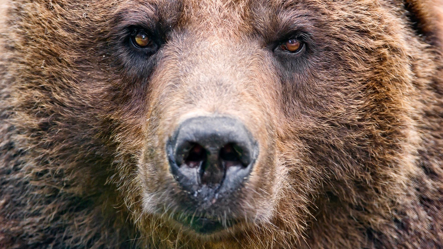 Francesa luta contra um urso e sobrevive para contar a história no livro “Escute as feras”
