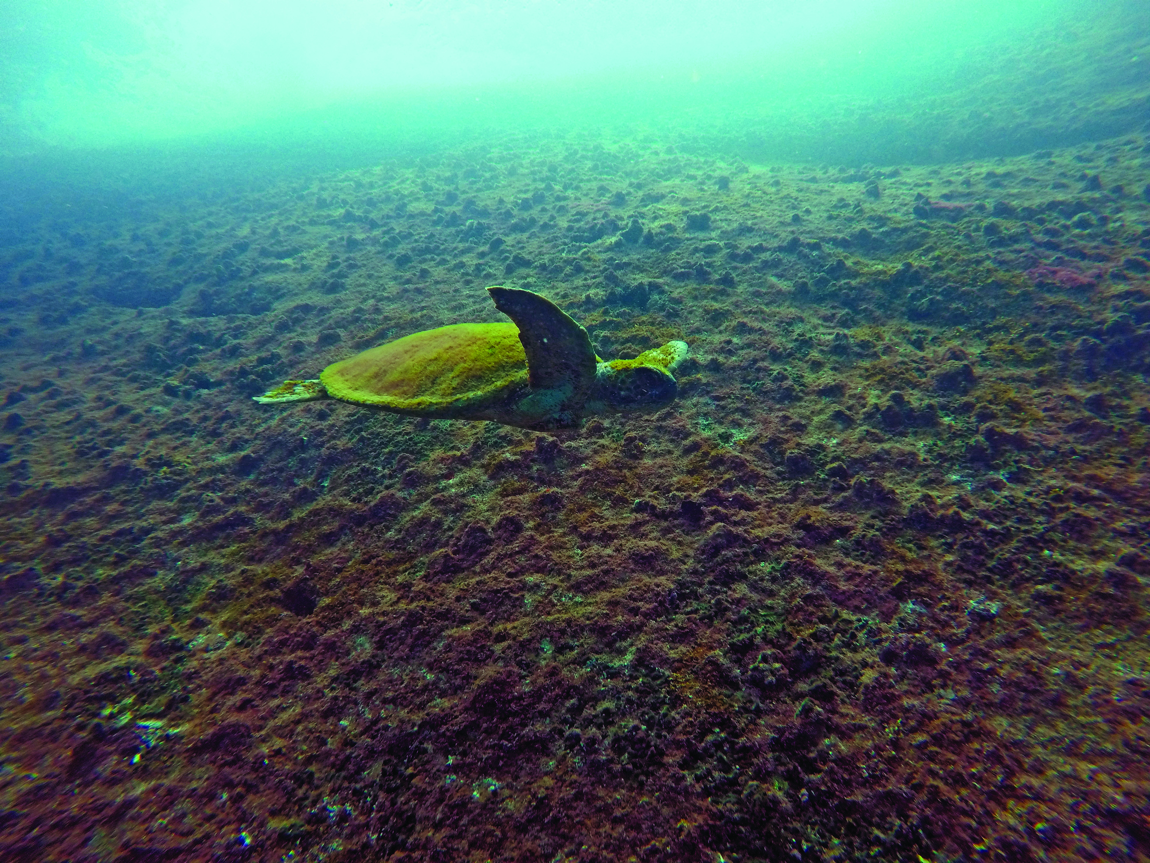 Programa de Recuperação da Biodiversidade Marinha lança audiolivro sobre universo marinho