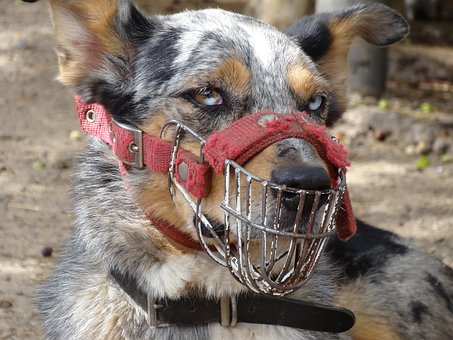 A bióloga (sic), os autistas e os cachorros