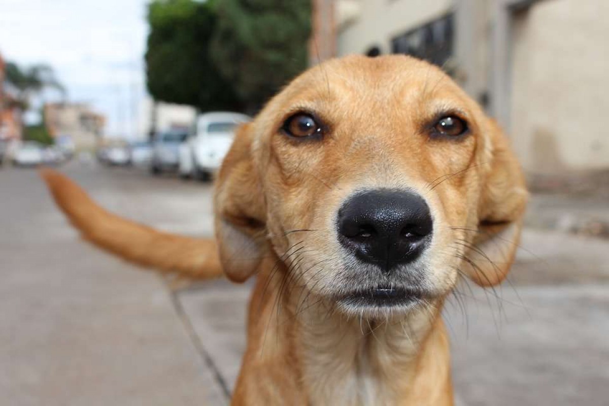 Curitiba terá Hospital Veterinário para atendimento gratuito