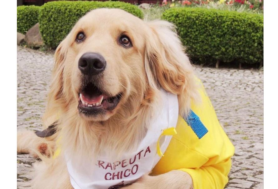 PUC adota cães “terapeutas” para serviço de apoio psicopedagógico aos estudantes