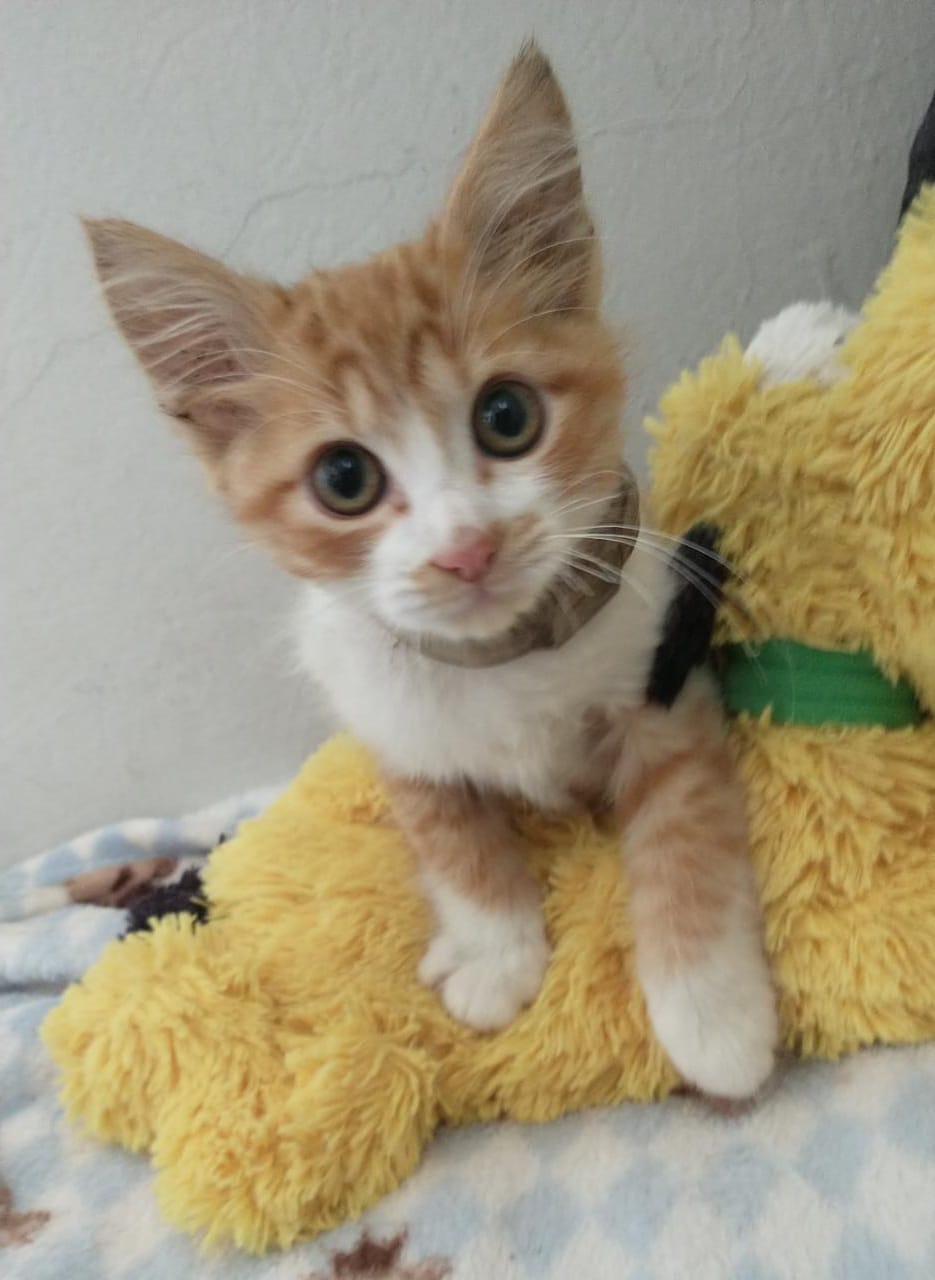 Gato cai de carro em movimento e é salvo por vizinhos. Veja o vídeo