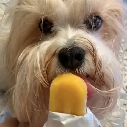 A presença de Babette
