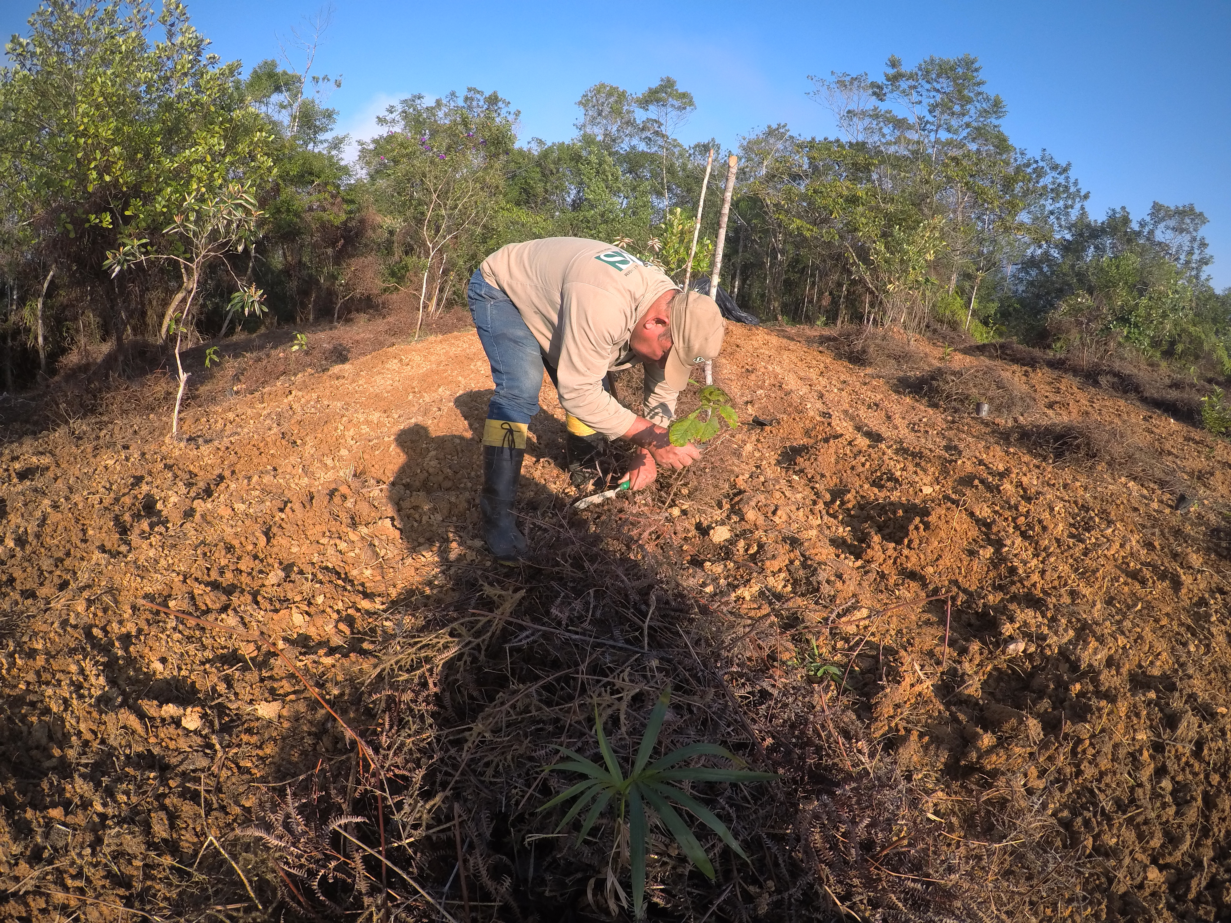 Ação vai implantar agrofloresta para preservar Mata Atlântica no litoral paranaense