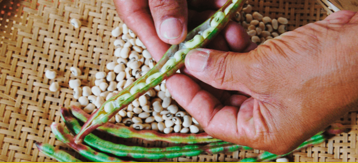Feijão contaminado: alimento tem agrotóxico proibido ou fora do limite em teste do governo