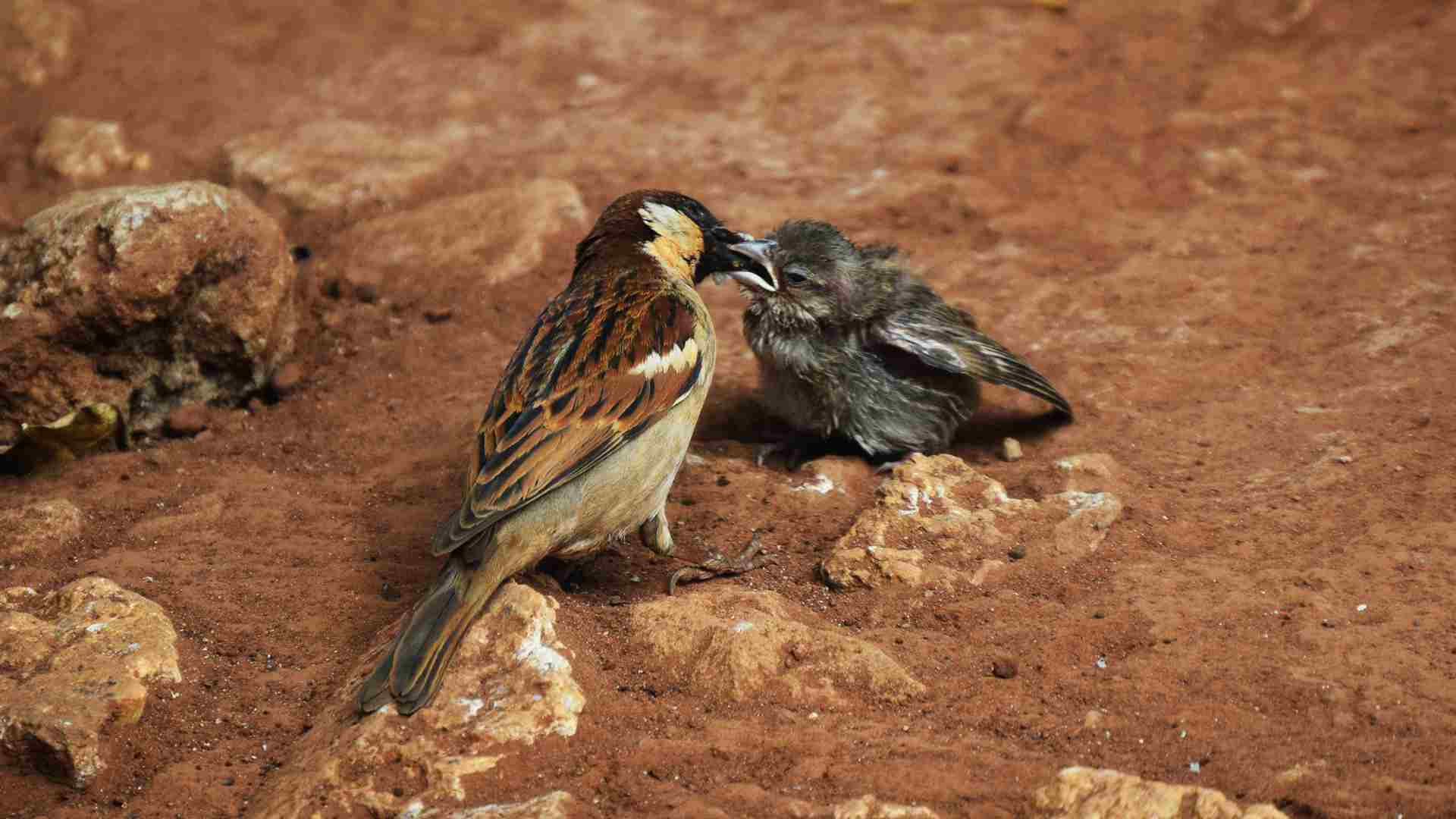 "A inteligência das aves" entende que pássaros têm habilidades incríveis