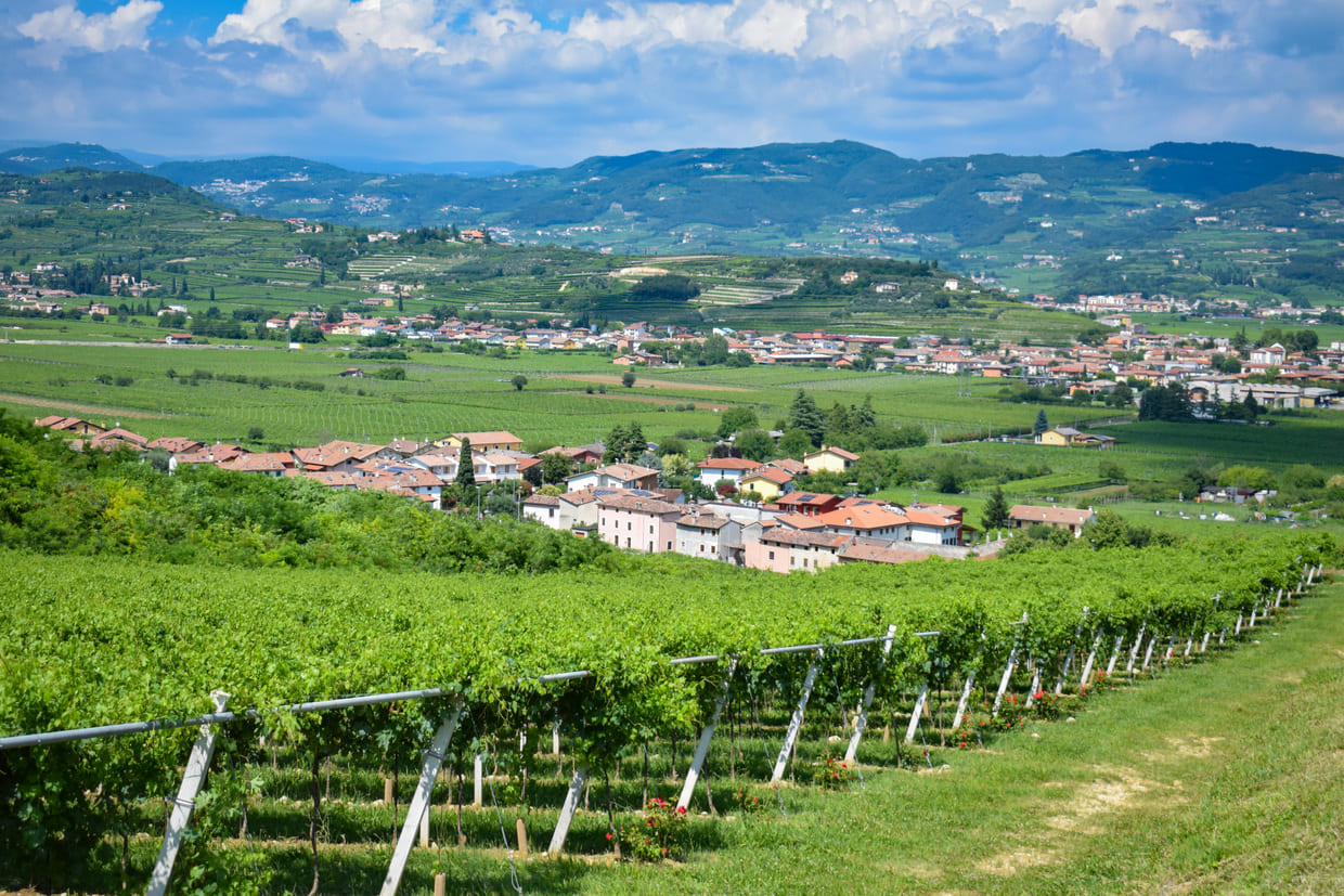 Prosecco, Amarone, Reciotto e Soave: podcast explica os vinhos do Vêneto