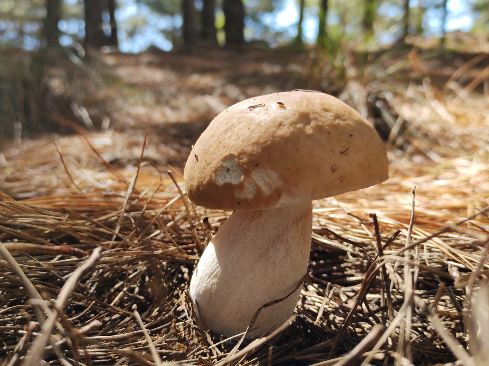 Safra do porcini começa no Paraná: ouça a entrevista com os caçadores do nobre cogumelo