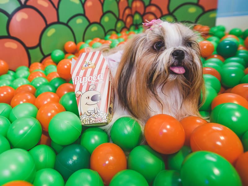 Curitiba tem padaria para pets onde humanos são apenas convidados
