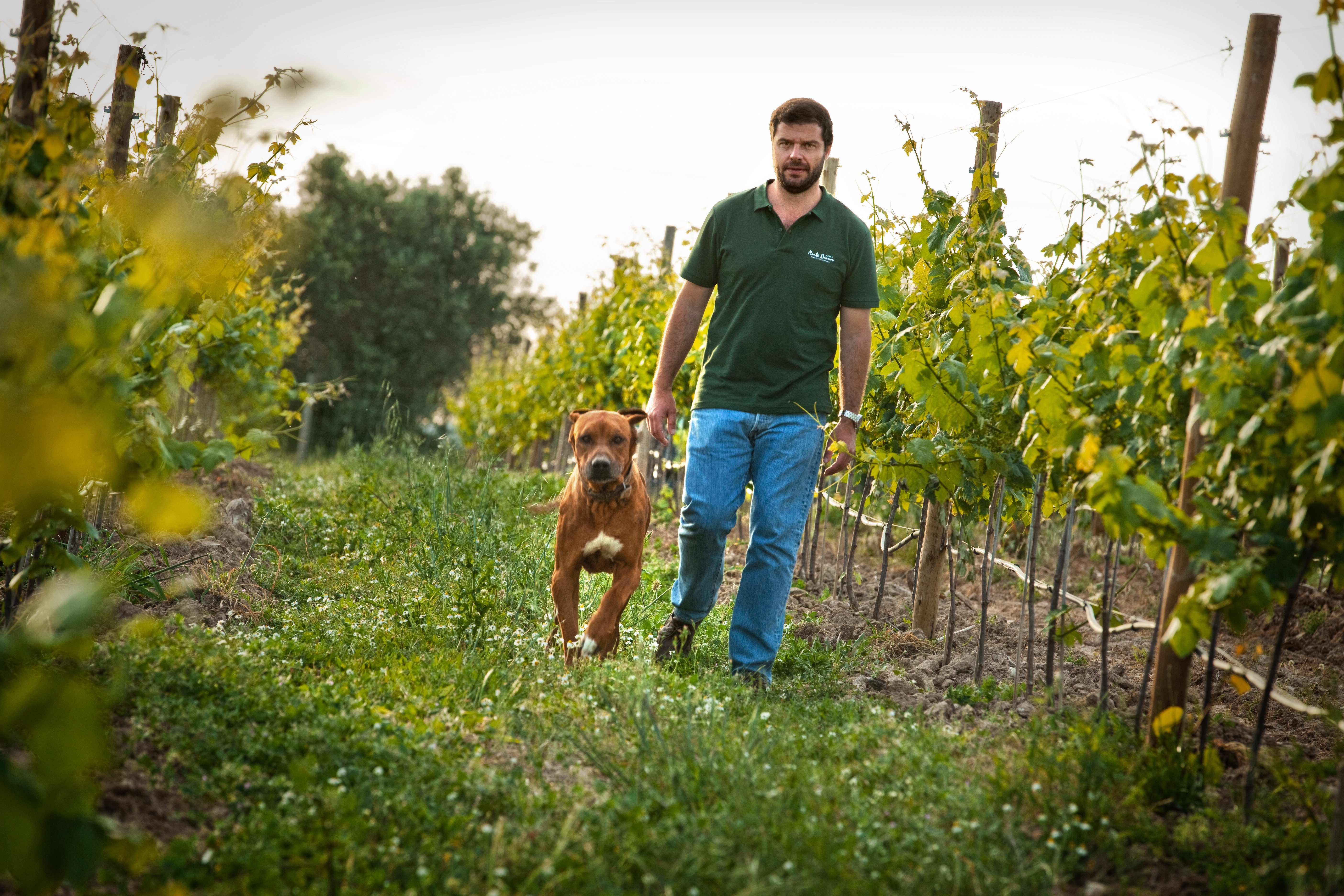 Vinhos do Alentejo: podcast entrevista o enólogo português Luís Louro