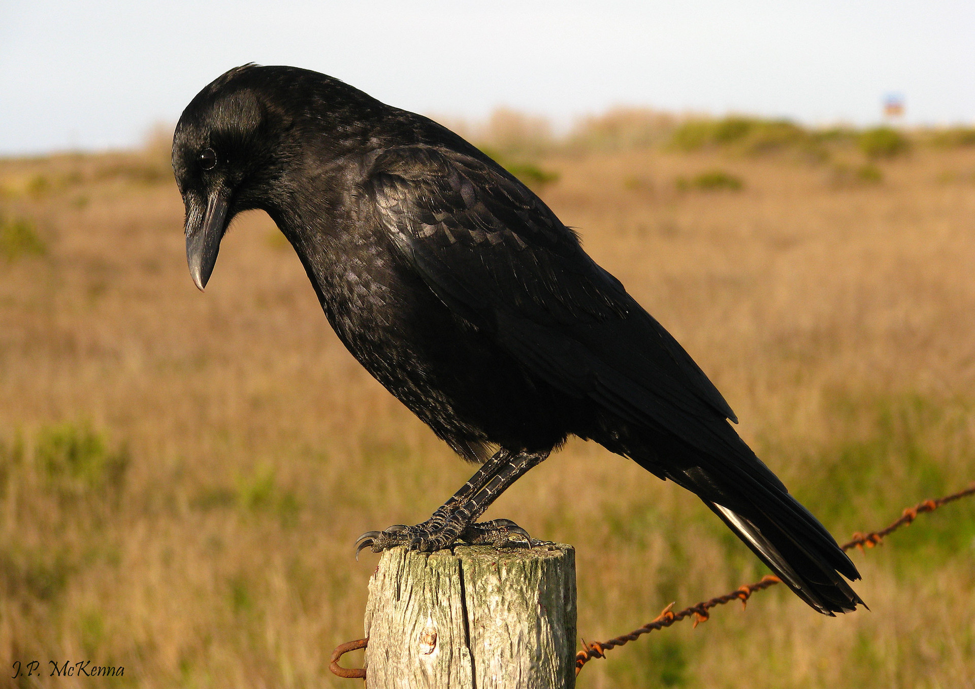 “A inteligência das aves” inspira episódio do podcast “O que ler agora?”