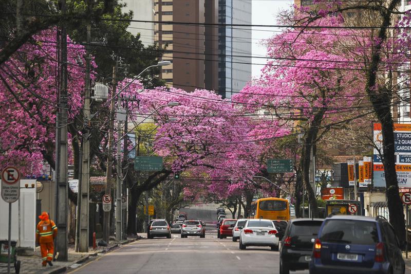 Prefeitura cassa alvarás de outdoors por corte ilegal de árvores