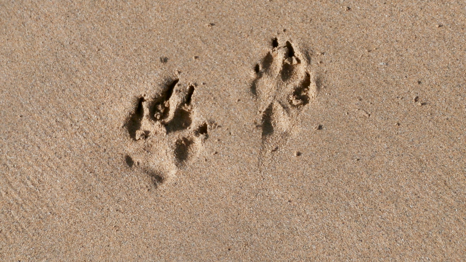 Agressão, abandono e até zoofilia: denúncias de maus-tratos contra animais dobram em Curitiba
