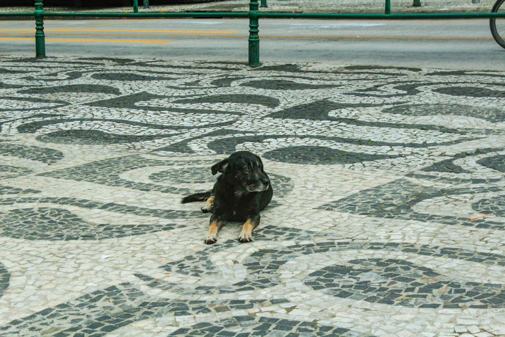 Curitiba tem 584 mil cães e 185 mil gatos (sem contar os de rua)