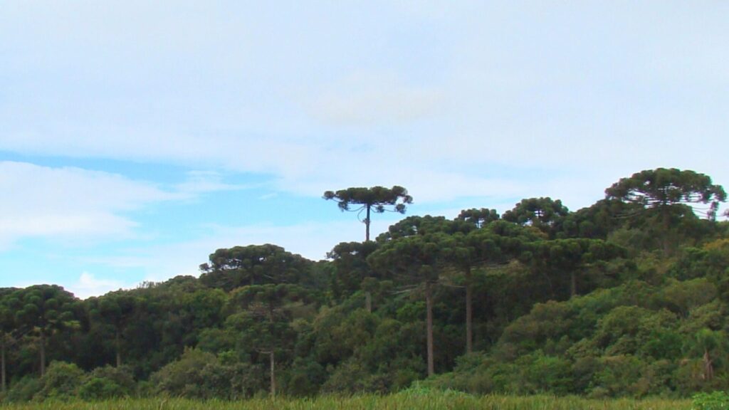 Cientistas da UFPR co-assinam carta na Science sobre riscos à biodiversidade