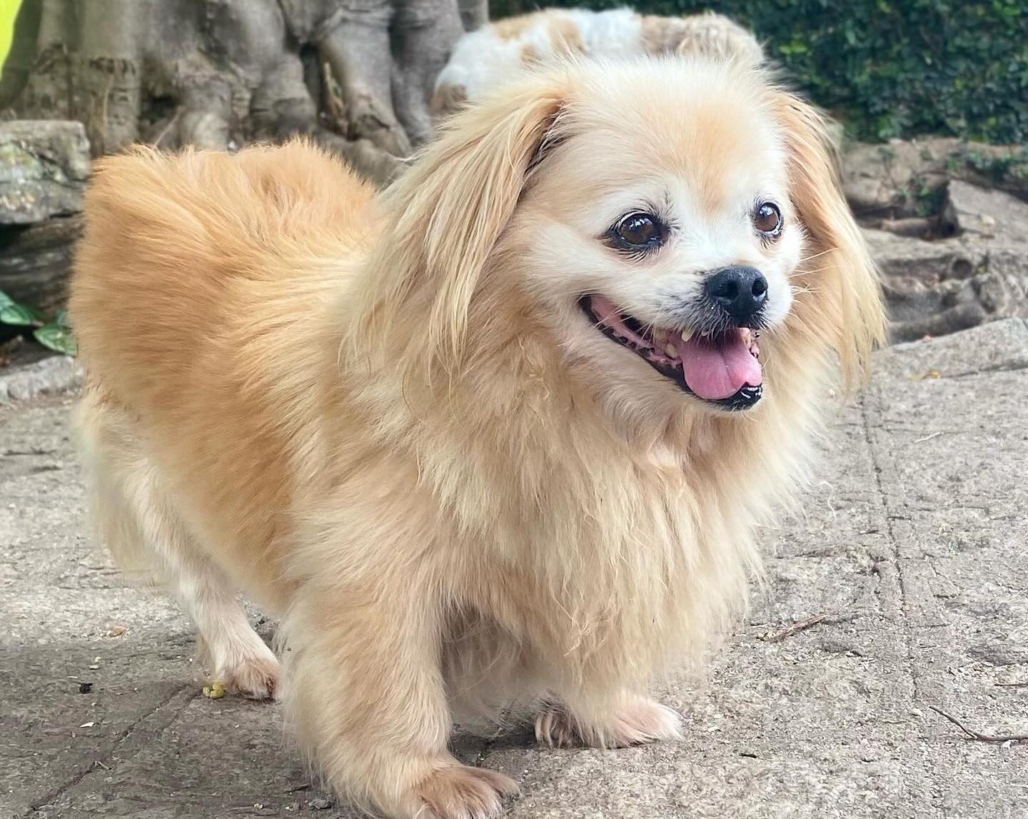 Prefeitura cede imóvel para ong de proteção animal