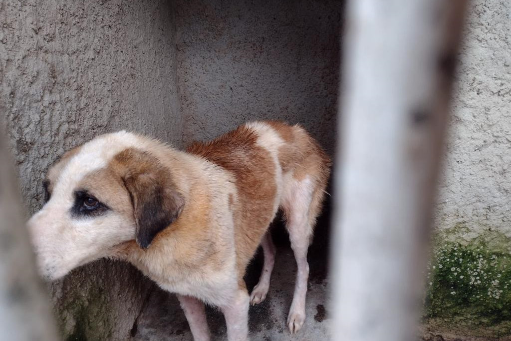 Curitiba já aplicou R$ 280 mil em multas por maus-tratos de animais