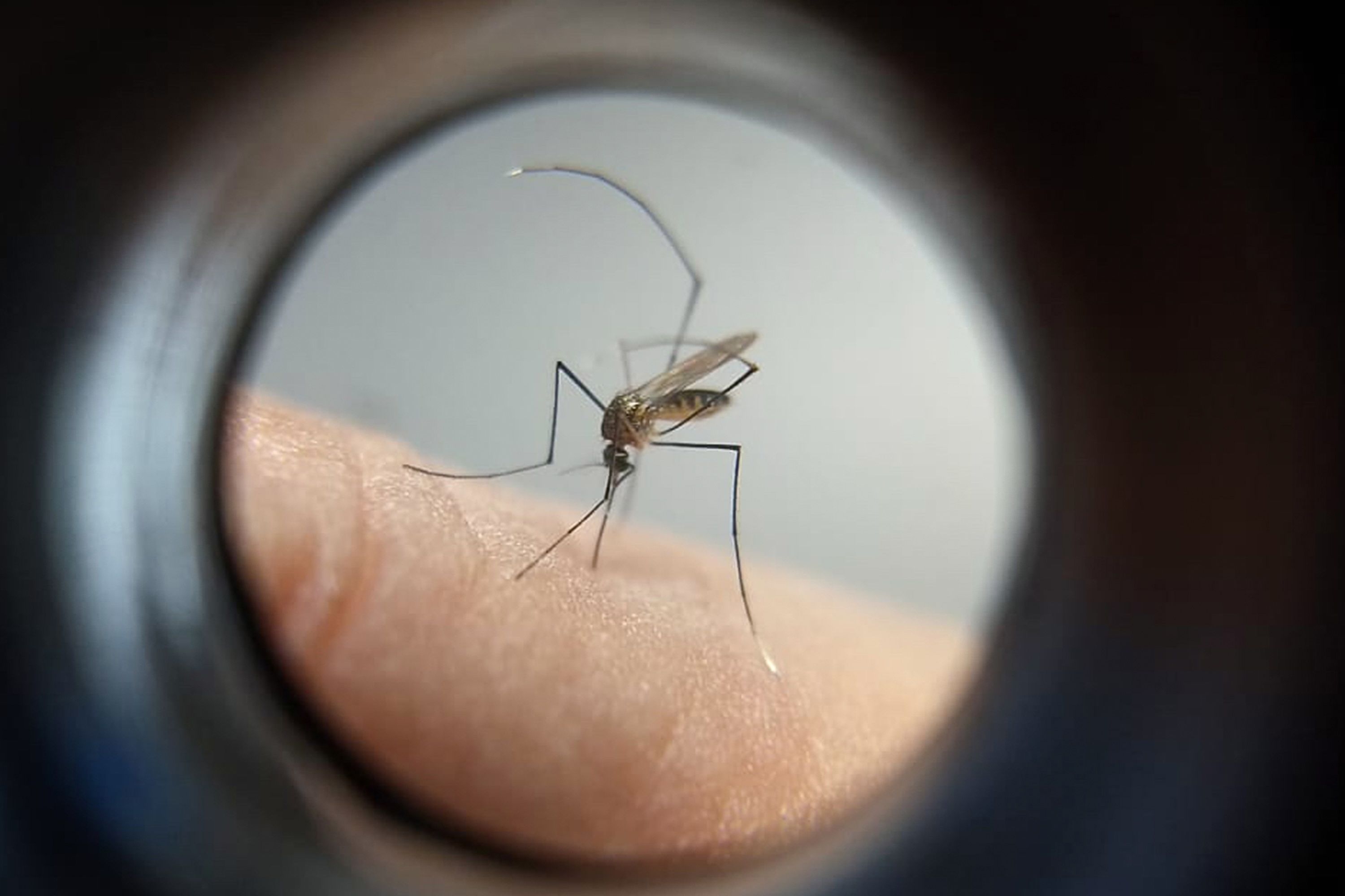 Cajuru é o bairro com mais casos confirmados de dengue em Curitiba
