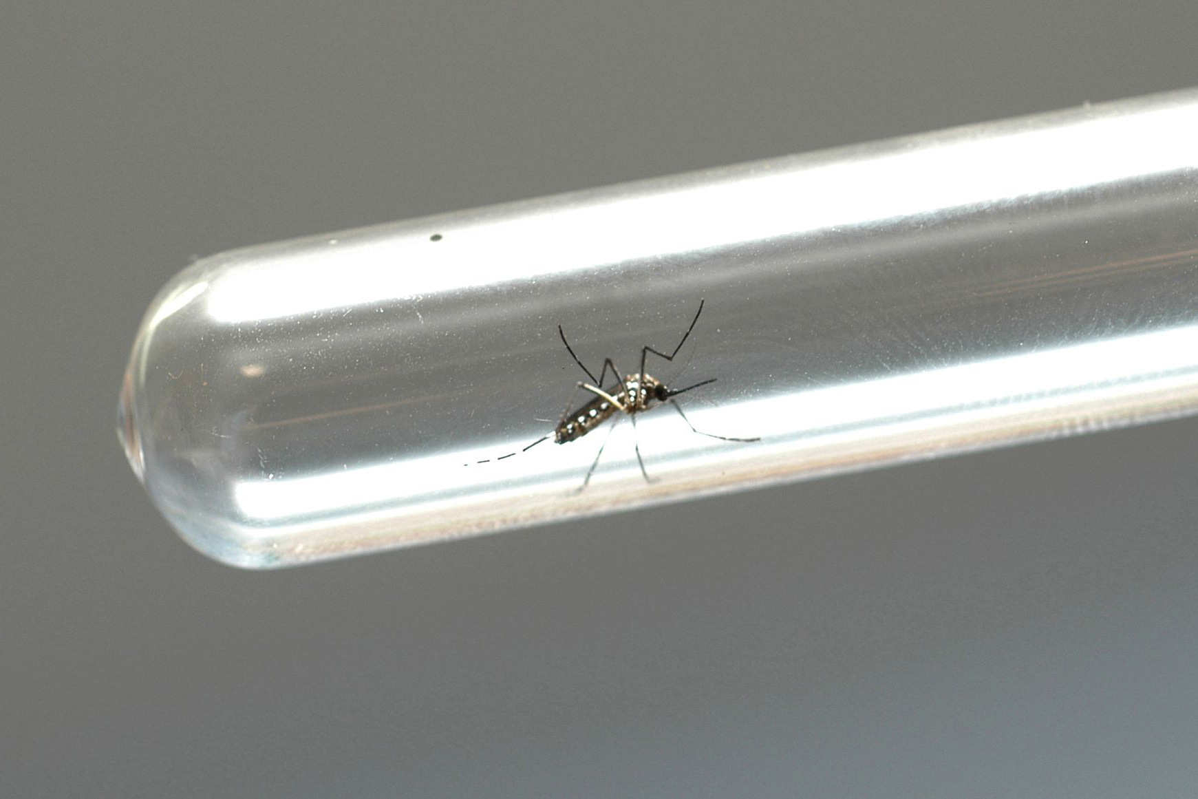 Mais de mil idosos já tiveram dengue em Curitiba neste ano