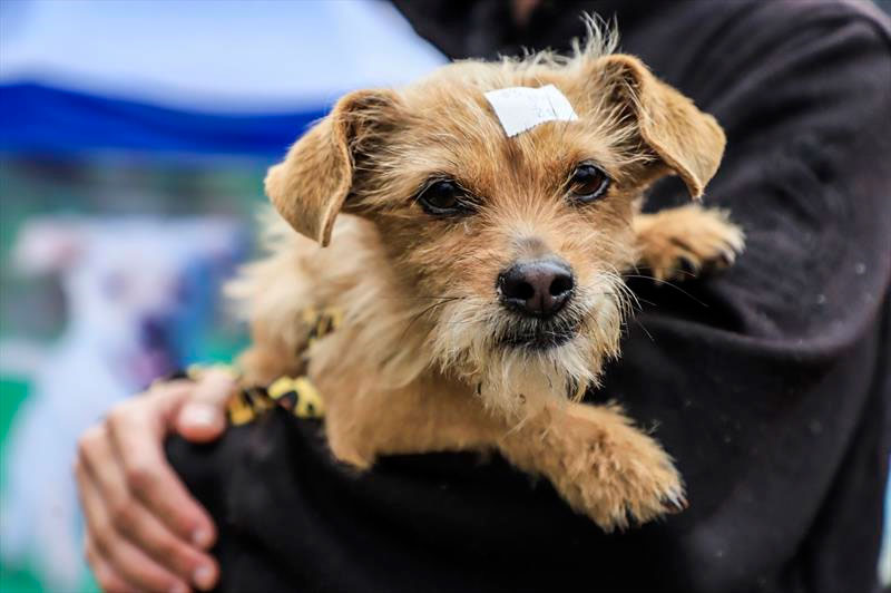 Prefeitura abre 3 mil vagas para castração gratuita de cães e gatos