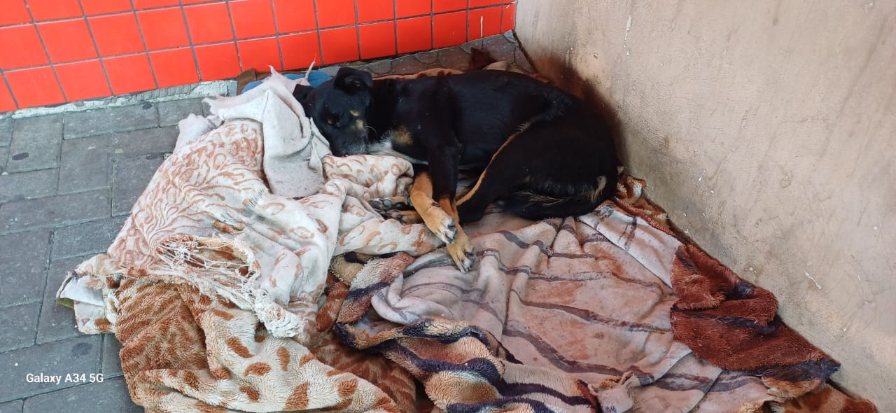 Araucária determina retirada de alimentos para animais de rua que vivem próximos a prédios públicos