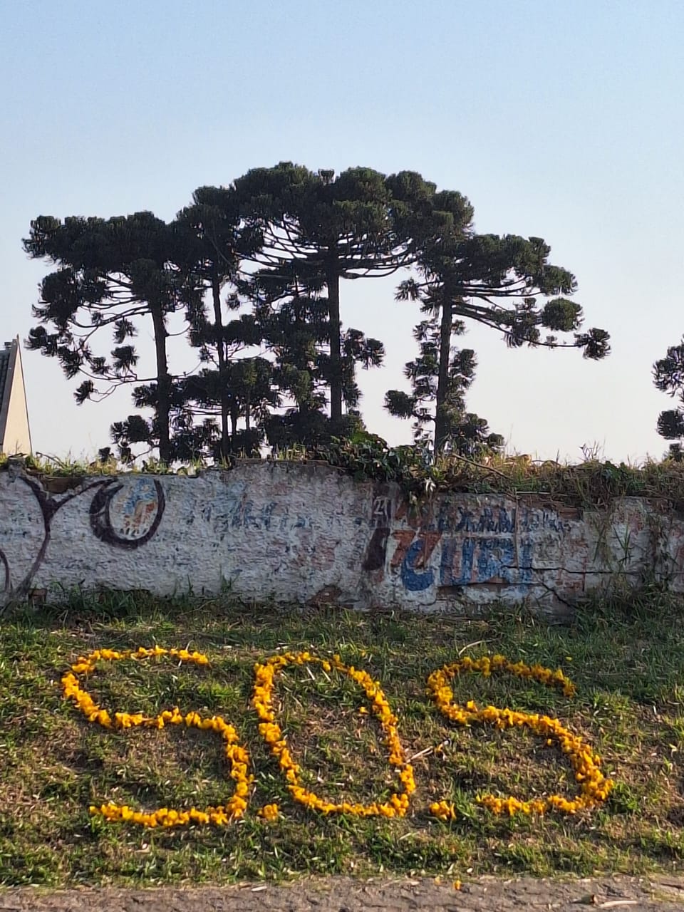 Curitiba tem pior proporção de cobertura vegetal entre capitais do Sul, diz MapBiomas