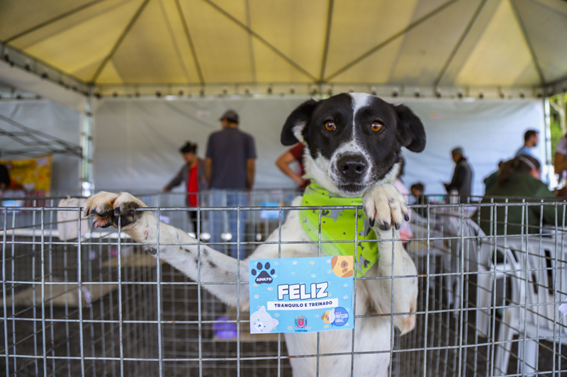 Domingo tem feira de adoção no Parque Barigui