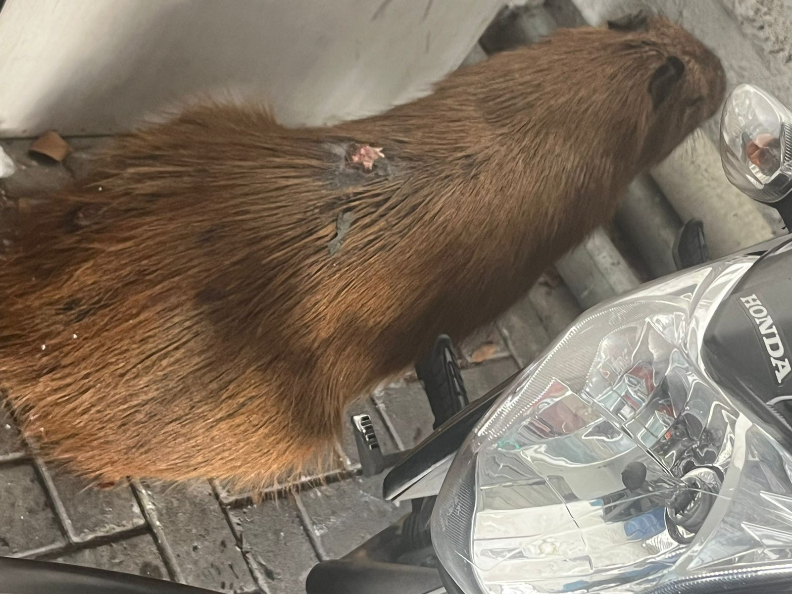 Capivara invade lojas da João Bettega depois de passeio pelo Portão
