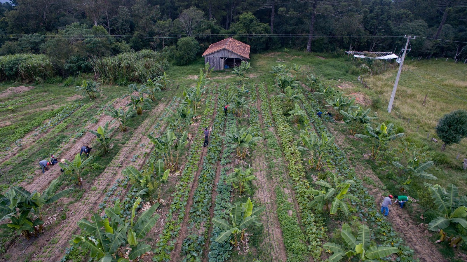 MST faz mutirão para colheita de alimentos na Lapa com saída de Curitiba