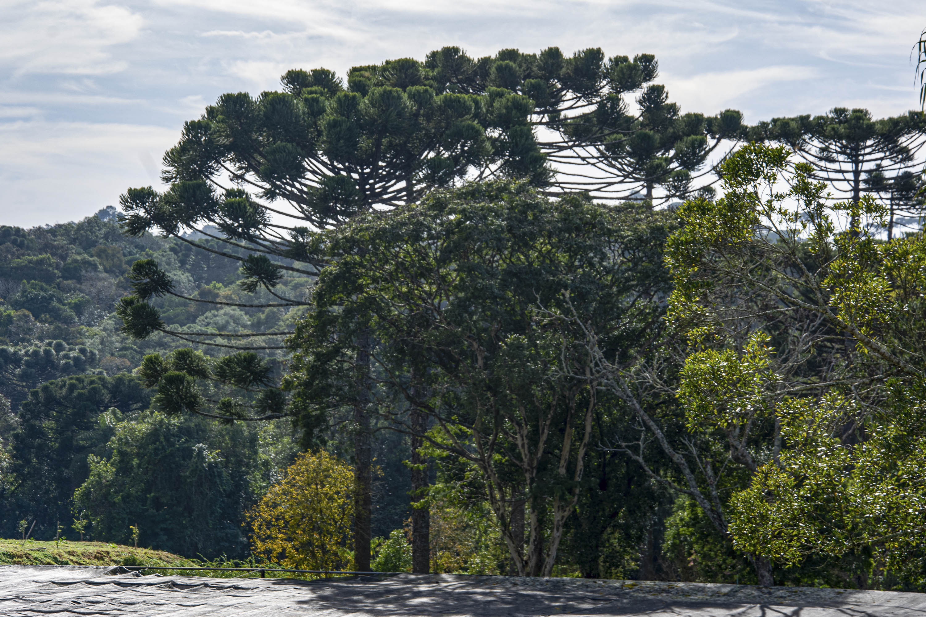 Curitiba terá condições especiais para lotes com araucárias