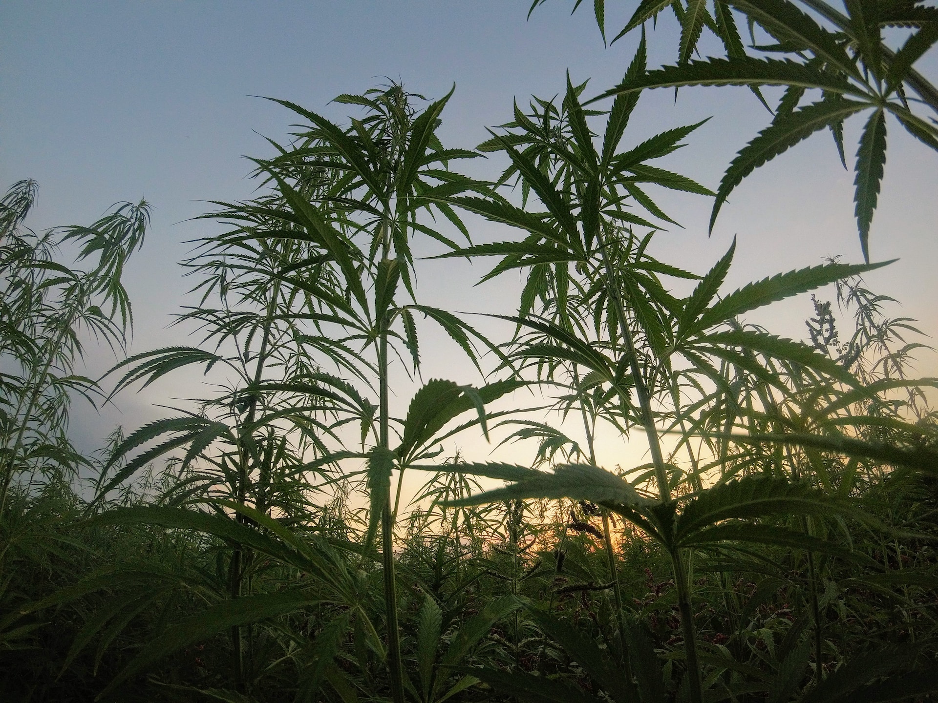 Caso de empresa do Paraná decide se Brasil vai liberar cultivo de cânhamo