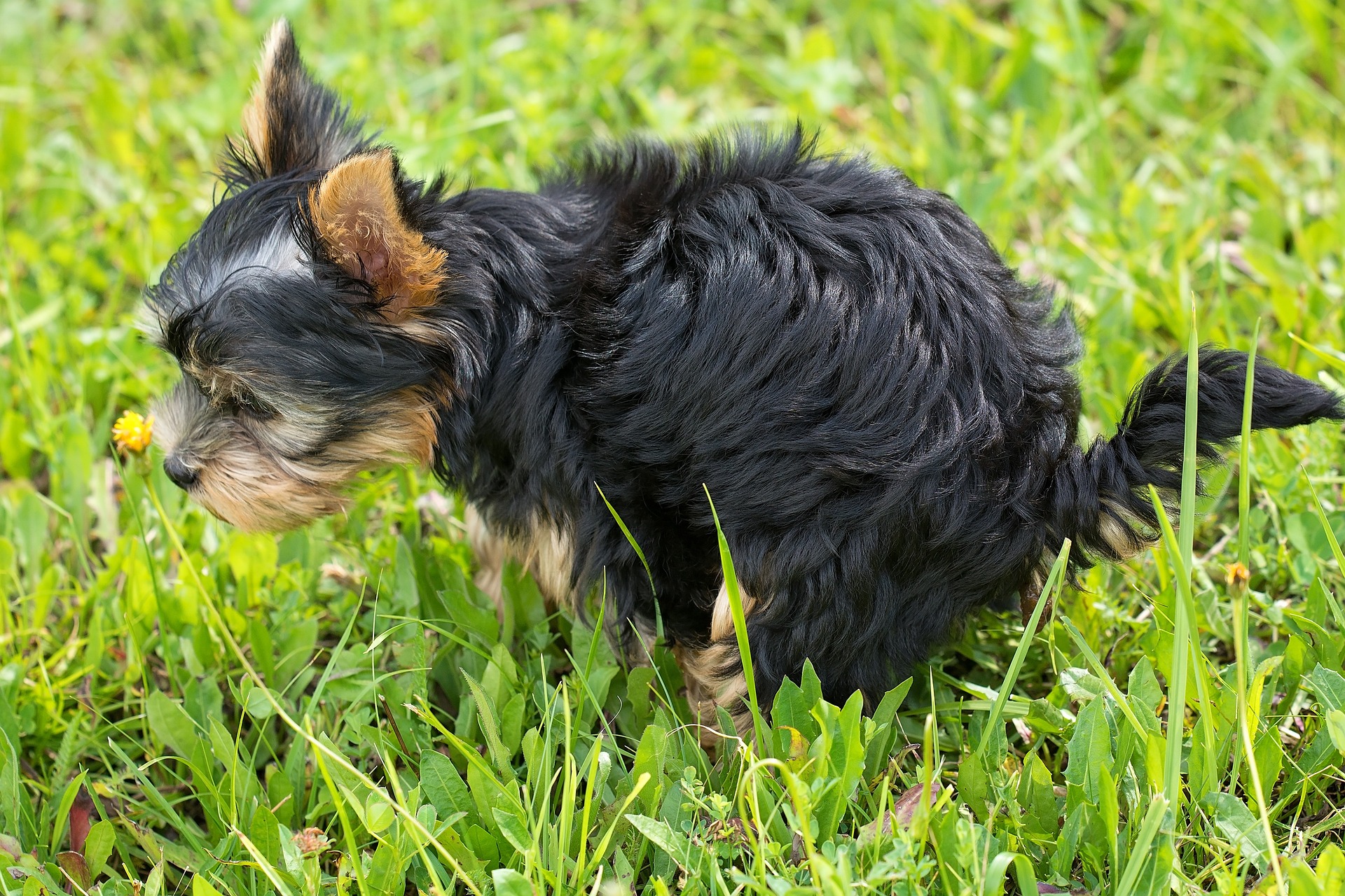 Curitiba regulamenta multa a donos de cachorros que não recolhem fezes
