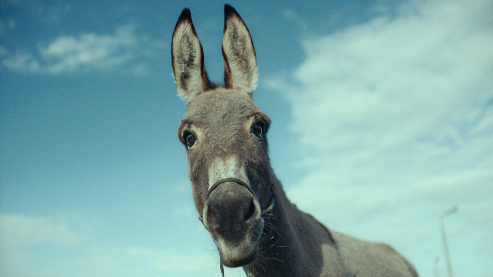 Filme sobre burro chamado "EO" faz uma ode à natureza selvagem