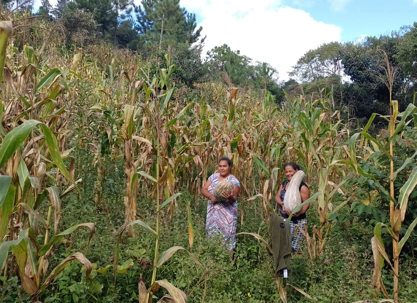 Impedidos de emitir nota do produtor, agricultores quilombolas do PR são privados de direitos